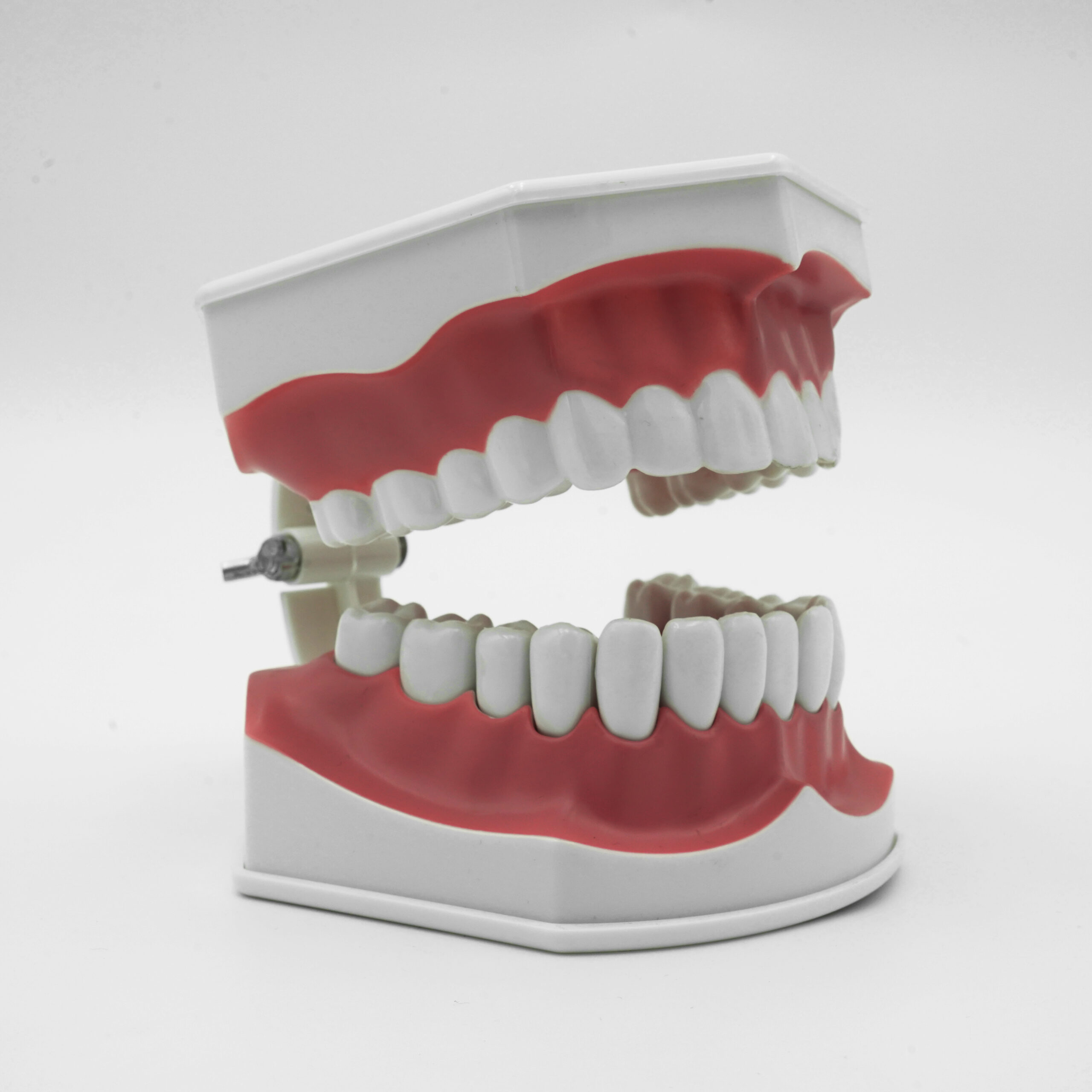 Large Brush Demo Model - Image 2